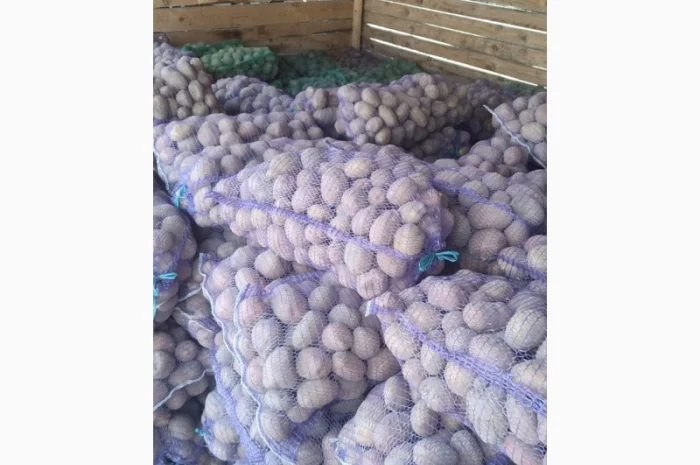 Продаж картоплі оптом- фото № 2