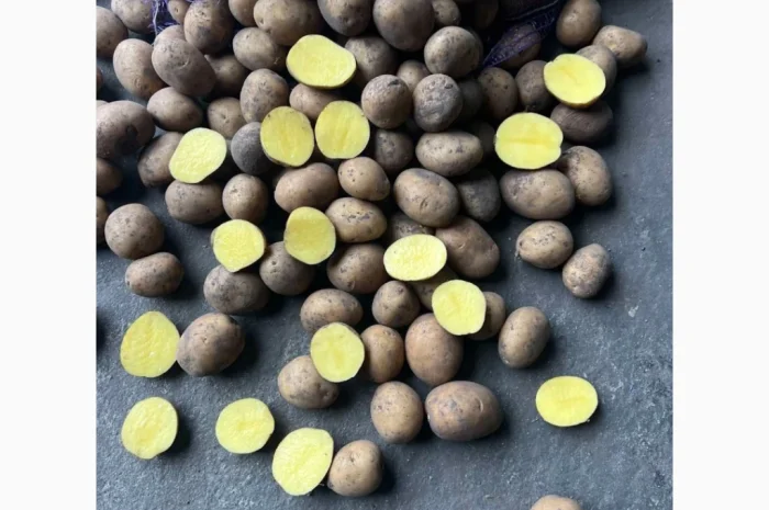 Картофель высоких репродукций на продажу- фото № 1