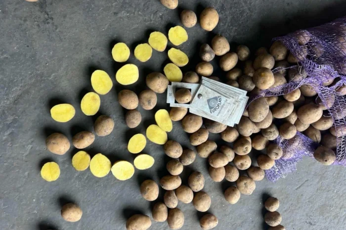 Картофель высоких репродукций на продажу- фото № 2