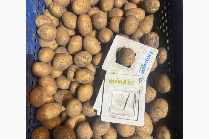 Картофель высоких репродукций на продажу- фото № 3