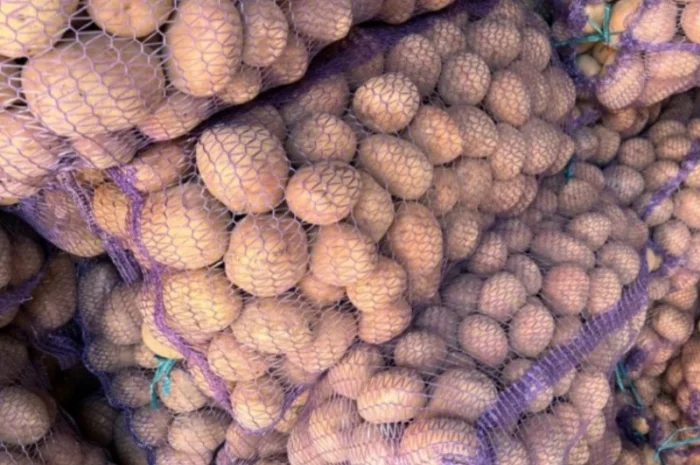 Продаю картоплю насіннєву та харчову- фото № 1