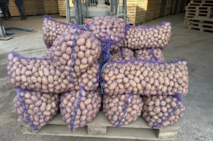 Продаю картоплю насіннєву та харчову- фото № 2