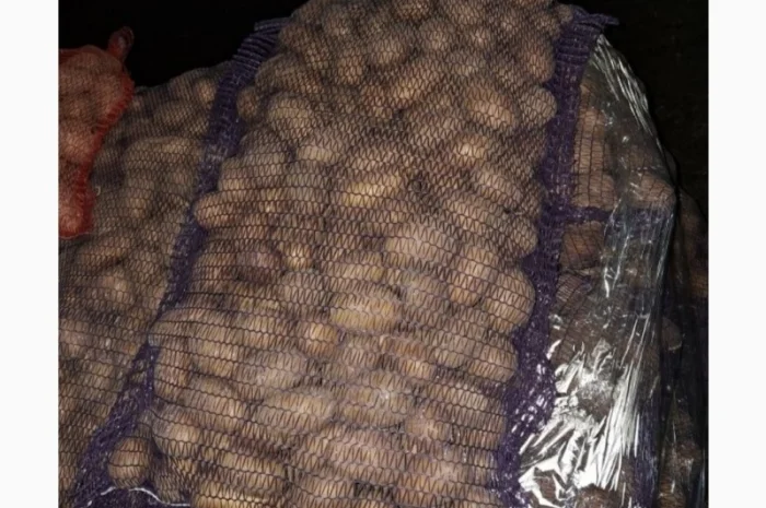 Продаю картоплю насіннєву та харчову- фото № 3