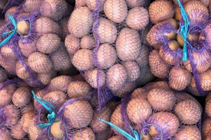 Продаю картоплю насіннєву та харчову- фото № 4