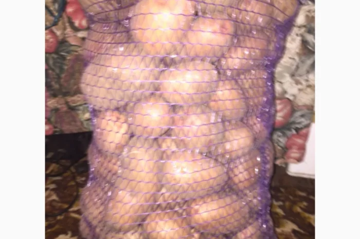 Продаю картоплю белла росса- фото № 1