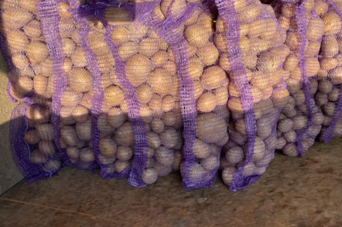 Продаю картоплю белла росса- фото № 3