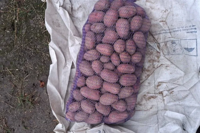 Свежая картошка Ред Соня на продажу- фото № 1