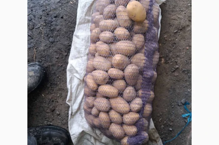 Свежая картошка Ред Соня на продажу- фото № 2