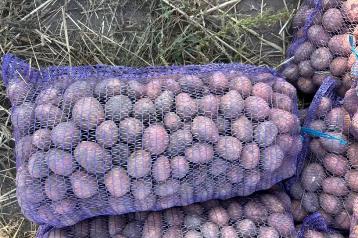 Продаж насіннєвої картоплі Белла Роса- фото № 1