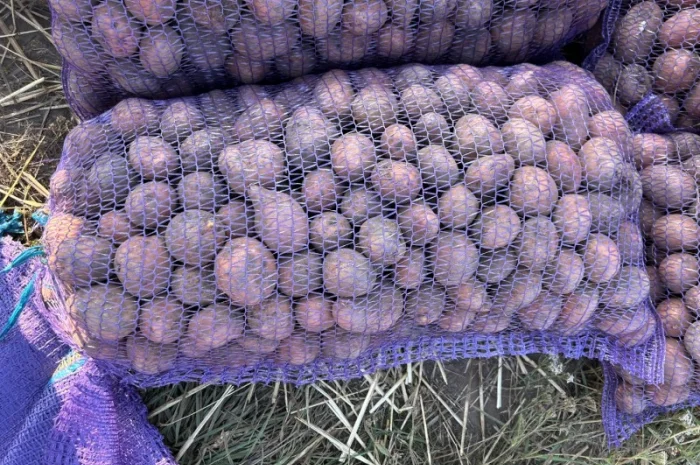 Продаж насіннєвої картоплі Белла Роса- фото № 2