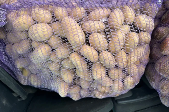 Продаж семенний картоплі сорту Гранада- фото № 1