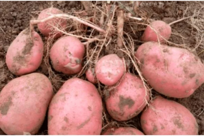 Куплю картоплю сорту "Мелоді"- фото № 1