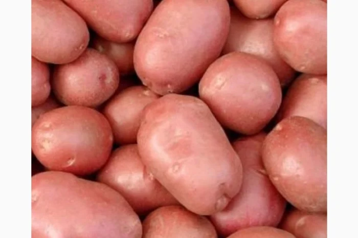 Куплю картоплю сорту "Мелоді"- фото № 2