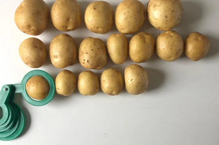 Продаж картоплі Гала партіями 24 тони- фото № 1