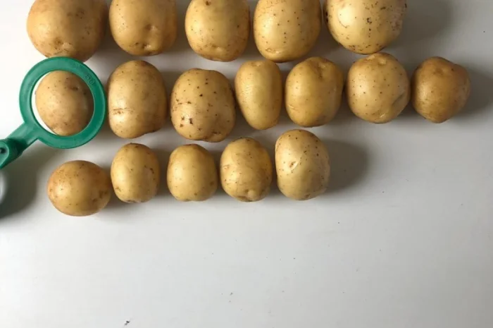 Продаж картоплі Гала партіями 24 тони- фото № 2