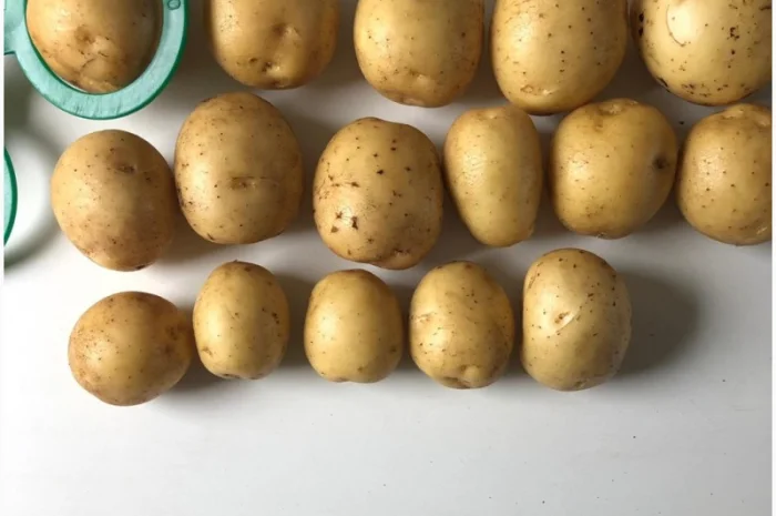 Продаж картоплі Гала партіями 24 тони- фото № 3