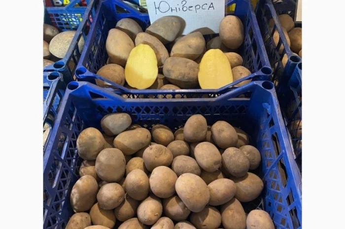 Продается семенной картофель 1 репродукции сорта Мікадо, Сорая- фото № 1