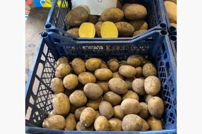 Продается семенной картофель 1 репродукции сорта Мікадо, Сорая- фото № 2