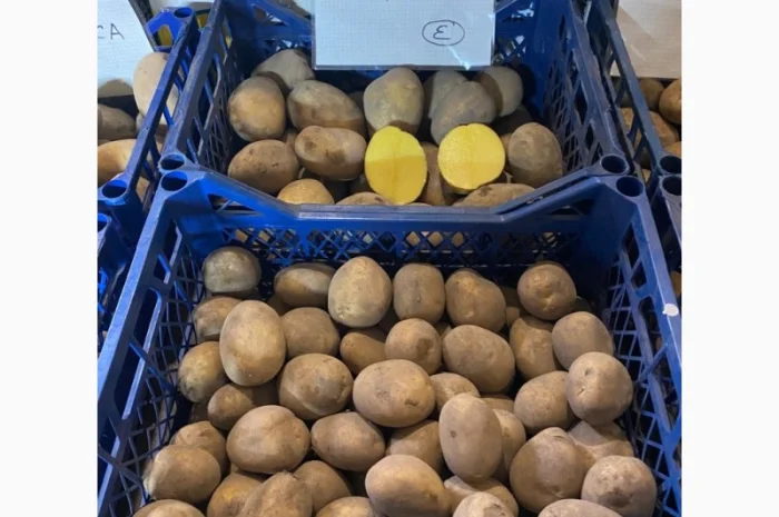 Продается семенной картофель 1 репродукции сорта Мікадо, Сорая- фото № 3