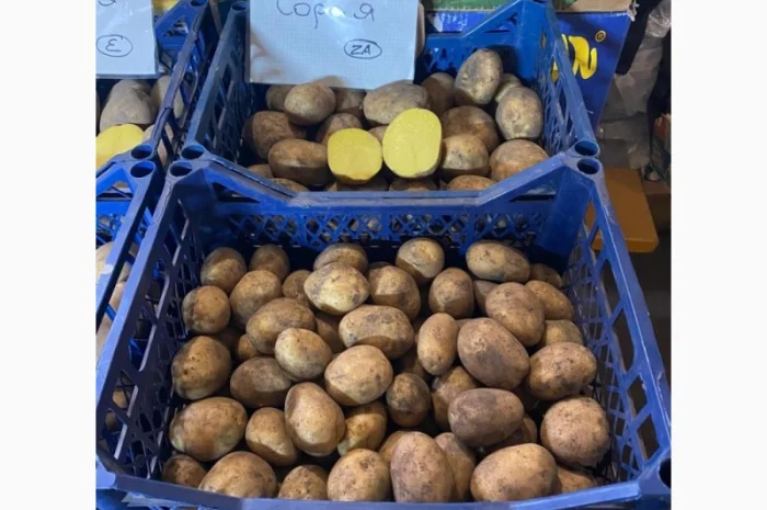 Продается семенной картофель 1 репродукции сорта Мікадо, Сорая- фото № 4