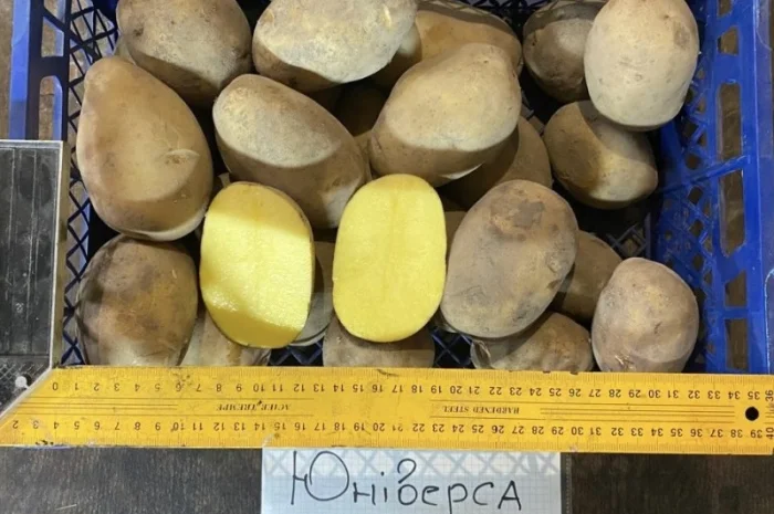 Продается семенной картофель 1 репродукции сорта Мікадо, Сорая- фото № 5