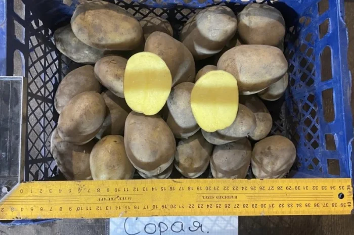 Продается семенной картофель 1 репродукции сорта Мікадо, Сорая- фото № 6