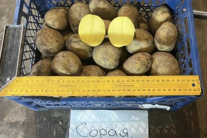 Продается семенной картофель 1 репродукции сорта Мікадо, Сорая- фото № 7