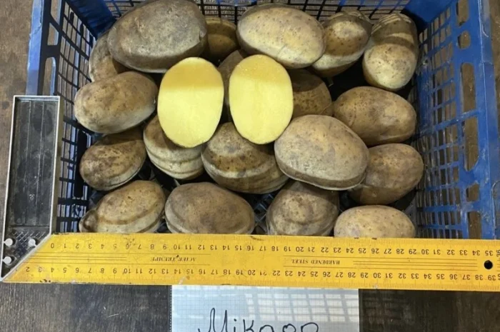 Продается семенной картофель 1 репродукции сорта Мікадо, Сорая- фото № 8