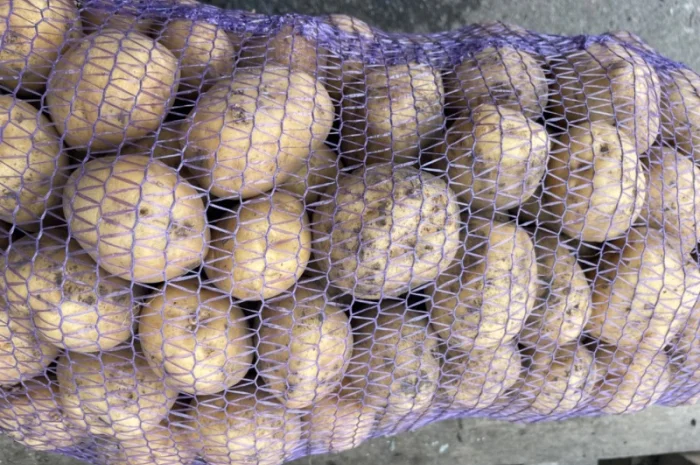 Продаж картоплі Рів'єра- фото № 1
