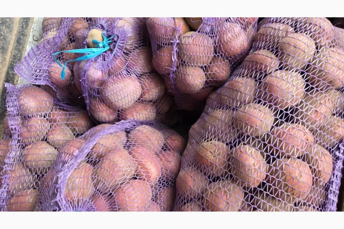 Куплю товарну картоплю- фото № 1