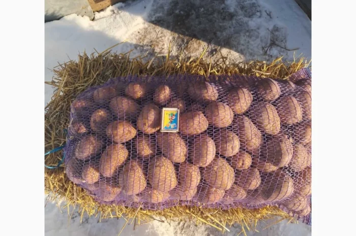 Продаж картоплі сортів Беллароза та Гренада оптом- фото № 1