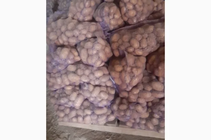 Продаж білої картоплі великим оптом від 10 тонн- фото № 1