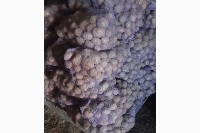 Продаж білої картоплі великим оптом від 10 тонн- фото № 2