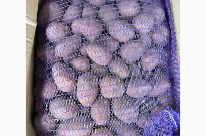 Продажа картофеля сорта Беллароза- фото № 1