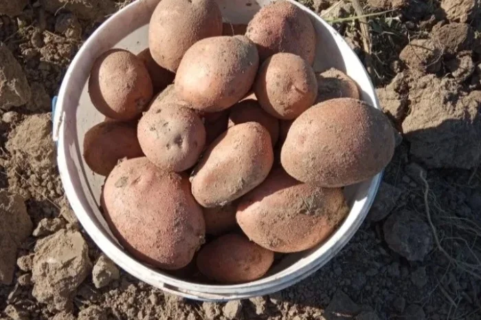 Продажа картофеля сорта Беллароза оптом- фото № 1