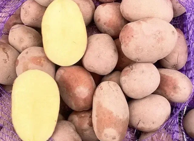 Продажа картошки красных сортов оптом от 20 тонн- фото № 1