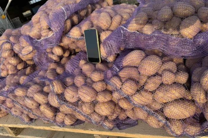 Продажа картофеля Акустик оптом от 20 тонн- фото № 1