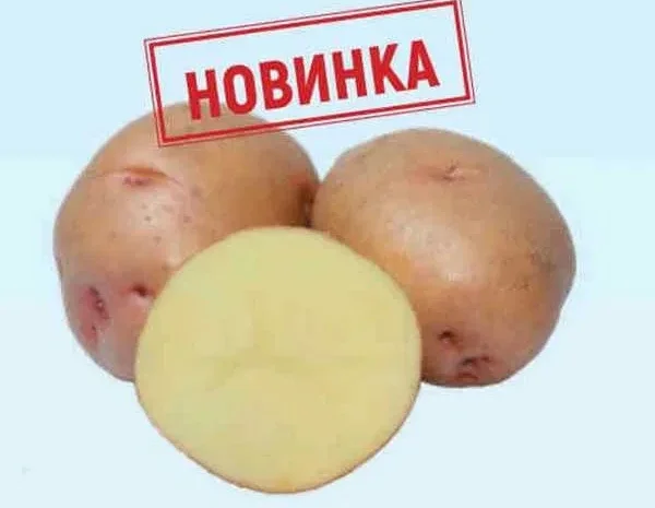 Продаж насіння картоплі оптом- фото № 1