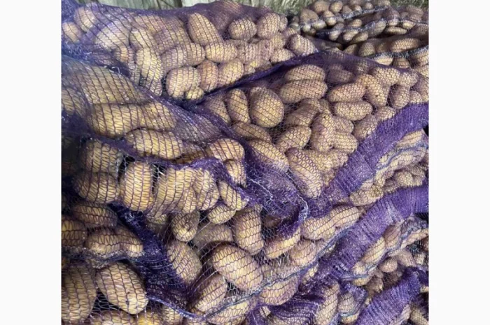 Продаж картоплі сорту Гренада оптом від 20 тонн- фото № 1