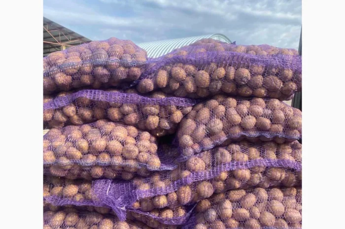 Закупівля товарної картоплі від фермерів- фото № 1