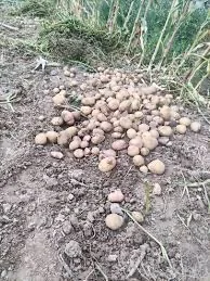 Закупка семенного картофеля элита и суперэлита- фото № 1