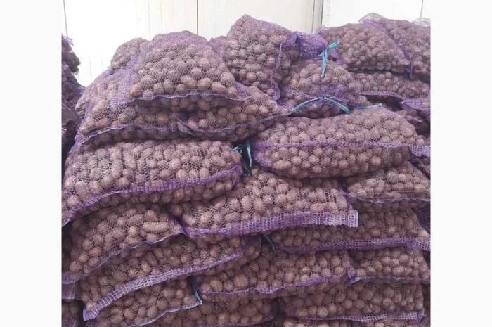 Закупка средней картошки оптом- фото № 1