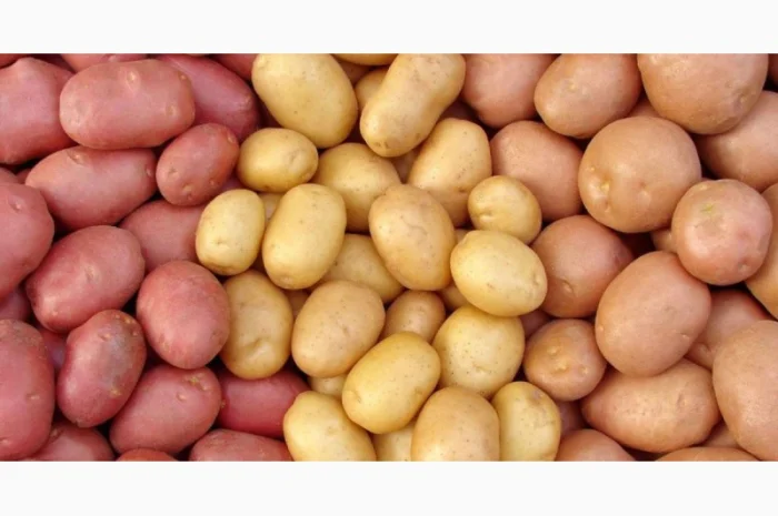 Закупка картофеля белых и красных сортов оптом- фото № 1