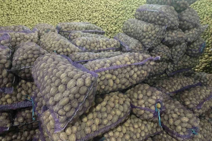 Закупівля насіннєвої картоплі від 80 тонн- фото № 1