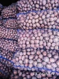 Закупівля картоплі від 10 тонн- фото № 1