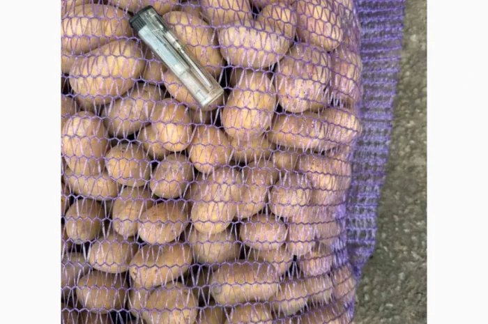 Закупівля картоплі великими партіями- фото № 1