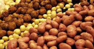 Закупка картофеля оптом от 10 тонн в Черкассы- фото № 1