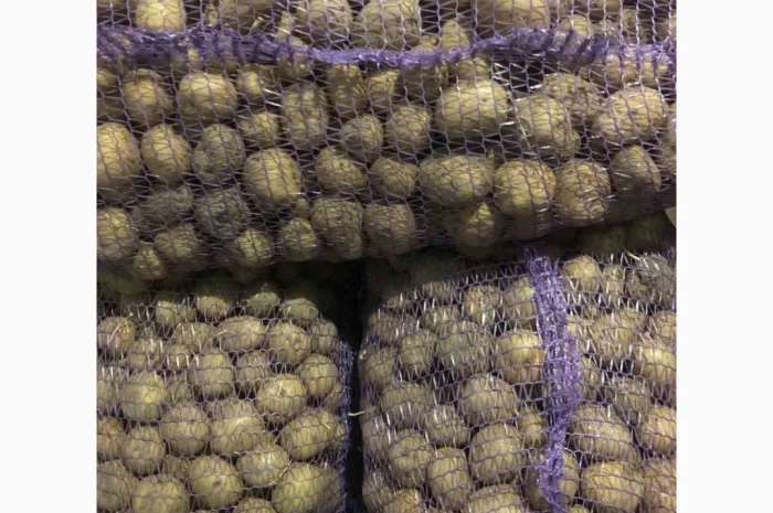 Продажа семенного картофеля Аризона и Ривьера- фото № 1