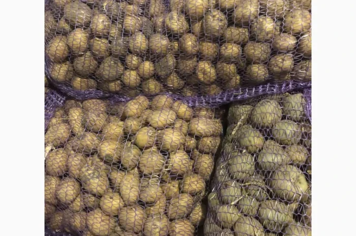 Продажа семенного картофеля Аризона и Ривьера- фото № 2