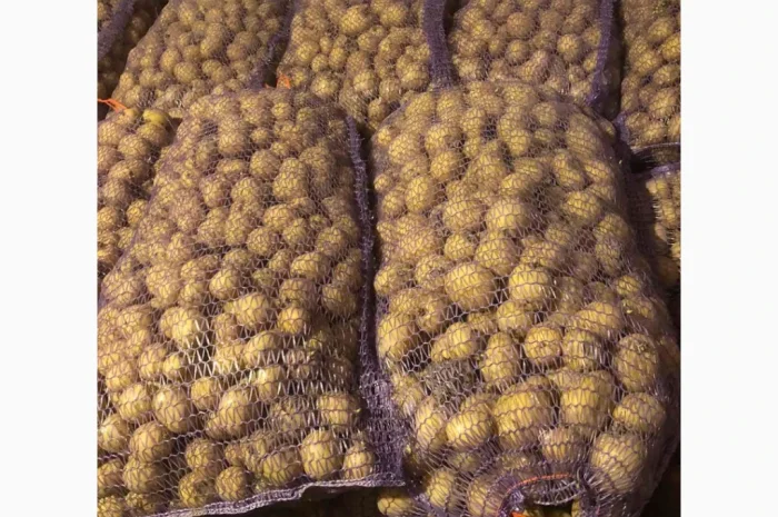 Продажа семенного картофеля Аризона и Ривьера- фото № 3